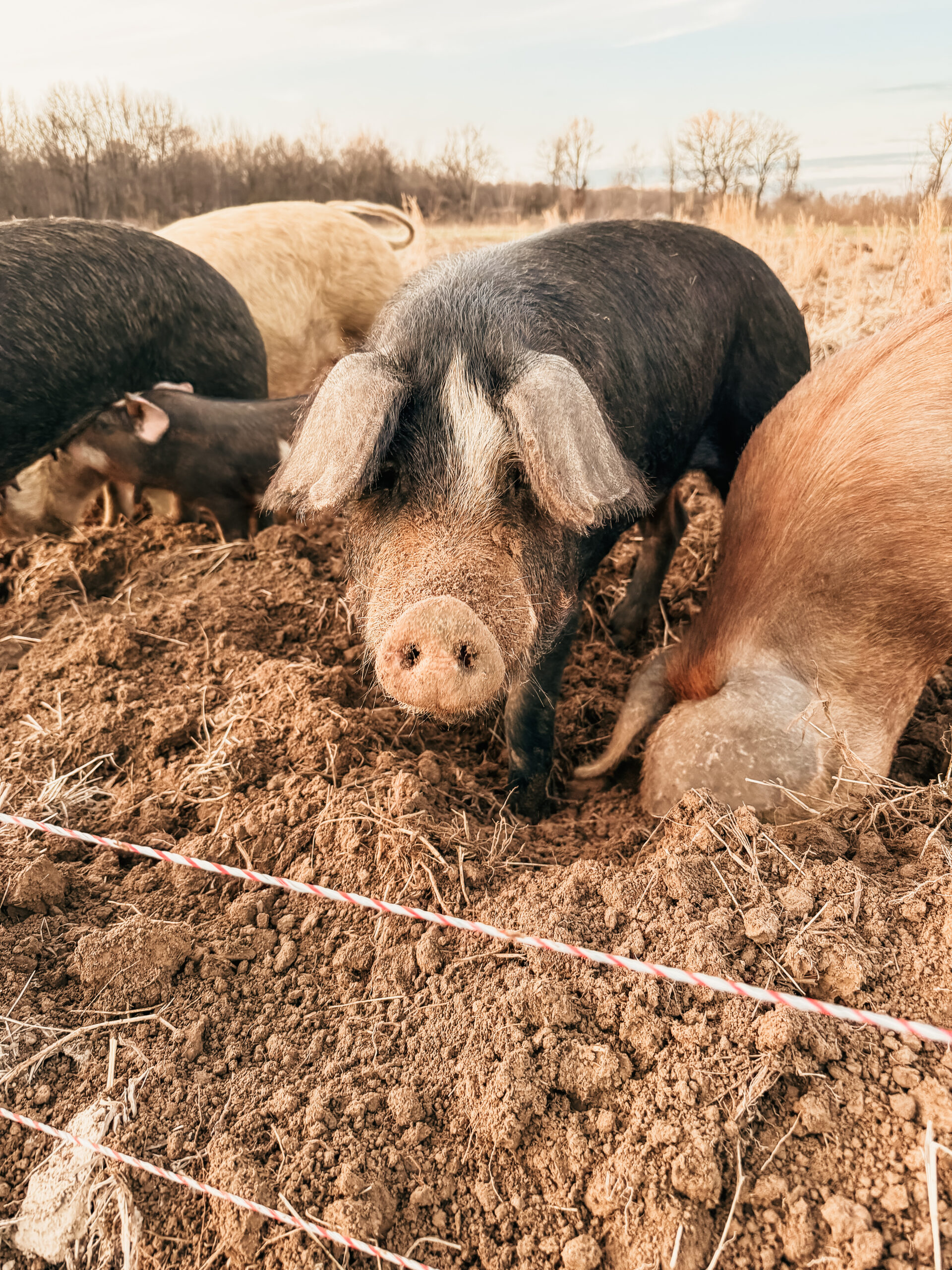 A close-up of a black pig with distinctive ears, foraging in rich, brown soil alongside other pigs in a natural outdoor setting. The image captures the pigs' natural behavior in a farm environment, highlighting sustainable farming practices.