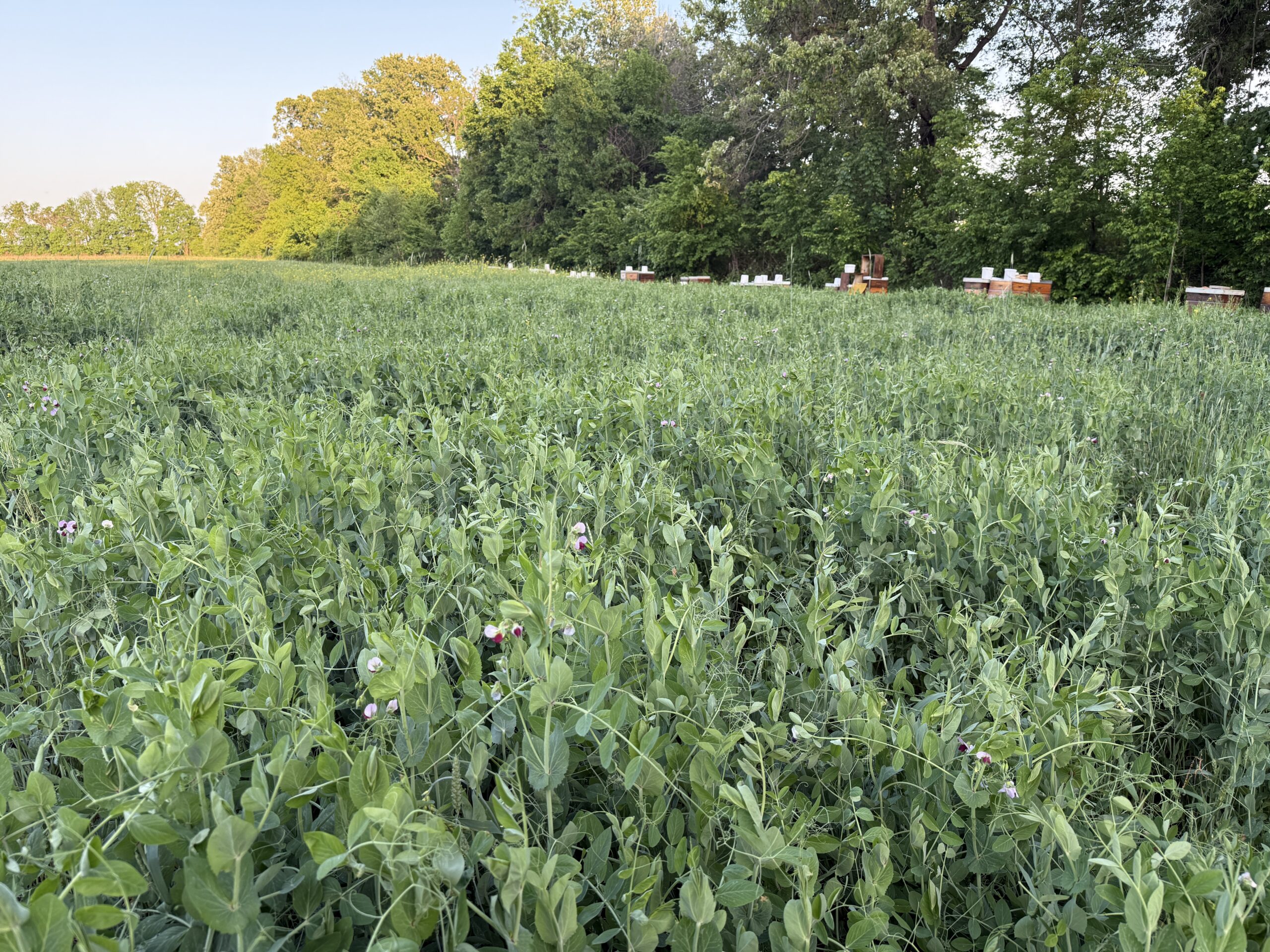 Lush green field of flowering peas with beehives in the background, showcasing agricultural diversity and pollinator-friendly practices in a rural landscape.
